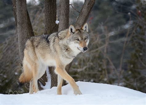 Palla Is A Female Grey Wolf She Lives At The Ecomuseum A Park That