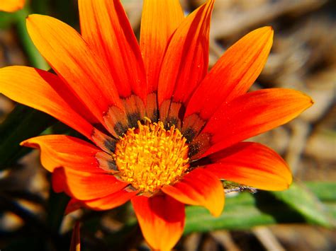 Maybe you would like to learn more about one of these? Digital Art by John: Late Summer Blooming Flowers