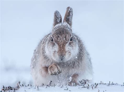 Snow Hare Rosamund Macfarlane Mammals Wildlife Photographer Of