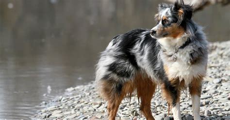 Australian Shepherd Dog Breed Information Pictures
