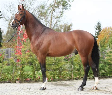 Dutch Warmblood Horse Origins Care And Key Facts Animalife