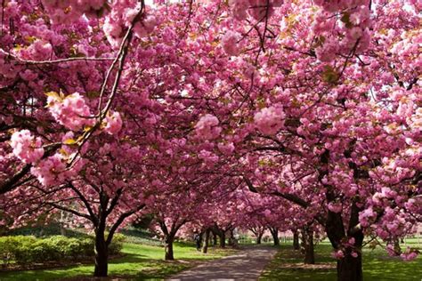 El Impresionante Espectáculo De Los Cerezos En Flor En La Primavera De