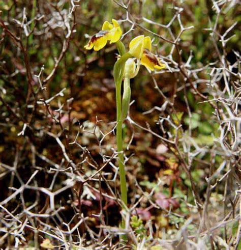 Ophrys lutea subsp. galilaea, Small-flowered Yellow Bee-orchid
