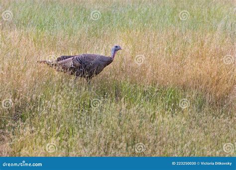 Walking Female Wild Turkey In Green Grass Stock Photo Image Of