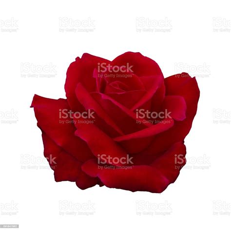 Dark Red Rose Stock Photo Download Image Now Beauty Black Color