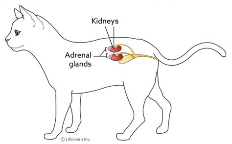 Addisons Disease In Cats Vca Animal Hospital