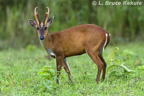 Muntjac Thailands Barking Deer Wildlife Photography In Thailand And