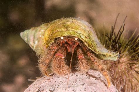 Hairy Hermit Crab Photograph By Andrew J Martinez Fine Art America