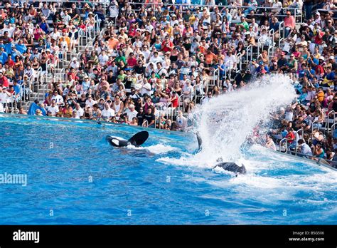 Killer Whales Splashing The Crowd At Shamu Stadium In Seaworld Stock