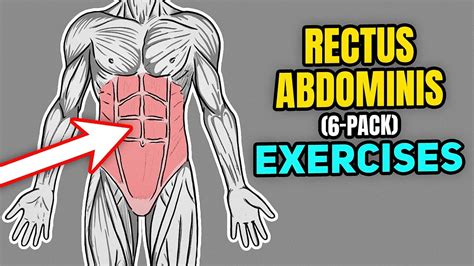 How To Strengthen Your Rectus Abdominis Pack Muscle Youtube