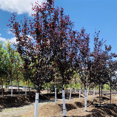 Perfect Purple Crabapple Tree Southern Idaho Landscape Center