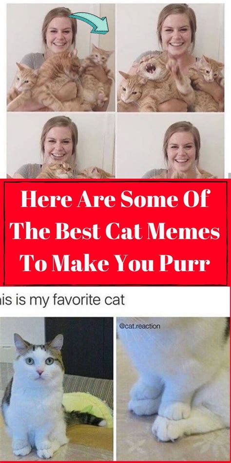 Here Are Some Of The Best Cat Memes To Make You Purr Cat Memes Best Cat Memes Cool Cats