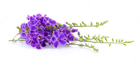 Premium Photo Purple Flowers On White Background