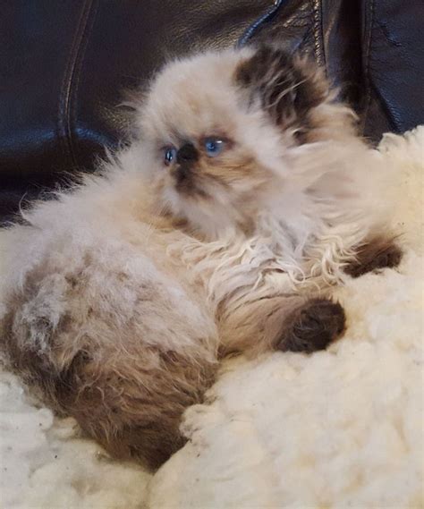 Himalayan Kittens For Sale Adoption From Marlborough