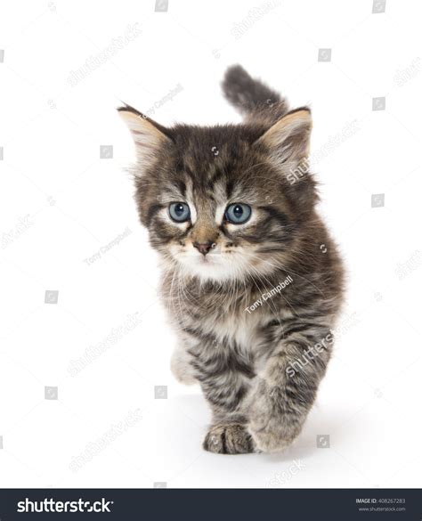 Cute Fluffy Baby Tabby Kitten Walking Stock Photo