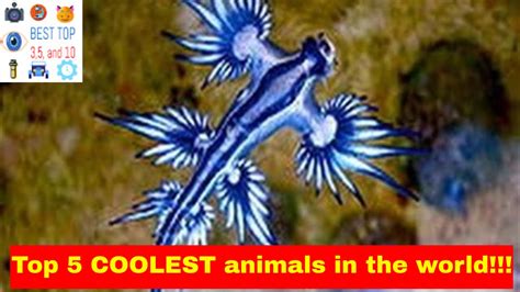 Top 5 Coolest Animals In The World Youtube