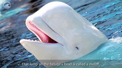 Animals Of The Ice Beluga Whales Youtube