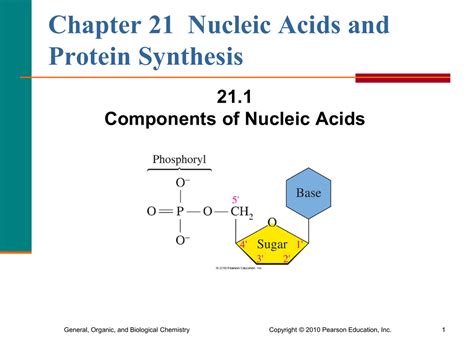 Components Of Nucleic Acids My XXX Hot Girl