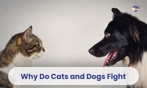 Why Do Cats And Dogs Fight And How To Stop Them