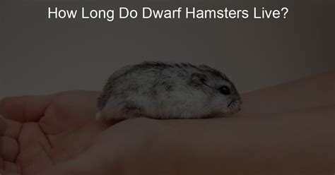 How Long Do Dwarf Hamsters Live Lil Hamster Love