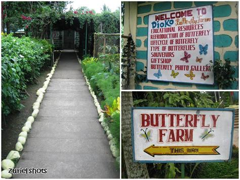 Like lots of little people his age, zak loves bugs, so to celebrate, we offered to take him to the kuala lumpur butterfly. Zuriel Shots: Dioko Butterfly Farm