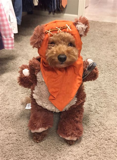 As a proud blue ribbon member of gana, you can know that you are getting a healthy. Goldendoodle Halloween costume (With images ...