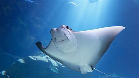 Steal A Moment With The Stingrays At Ripleys