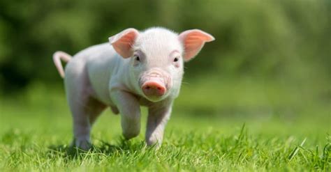 Baby Pig 5 Piglet Pictures And 5 Facts A Z Animals