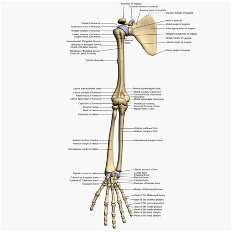 12 Best Aandp 1 Images On Pinterest Human Anatomy Anatomy Bones And Bones