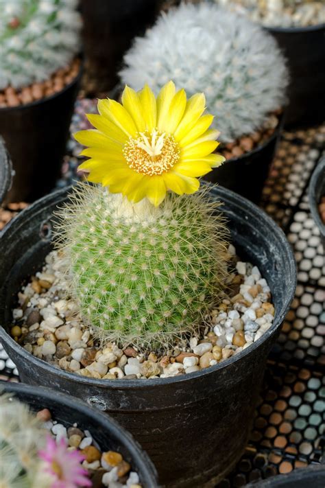 15 Of The Best Types Of Cactus You Can Grow At Home Cactus Types