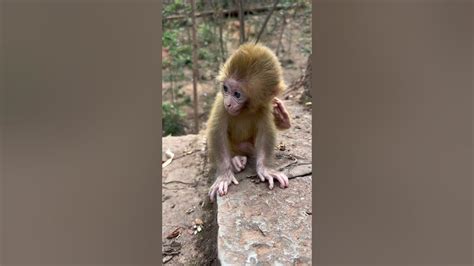 The Cute Look Of A Mischievous Baby Monkey 1 Youtube