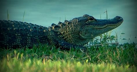 Man Captures Giant Alligator On Lake Okeechobee