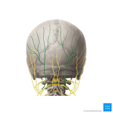 Greater Occipital Nerve Nervus Occipitalis Major Kenhub