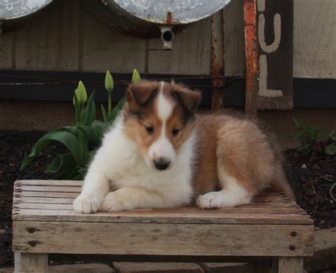 Akc Registered Collie Lassie For Sale Fredricksburg Oh Female Heather