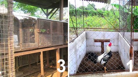 Ukurannya lebih kecil dari kandang umbaran, yakni panjang 1 meter, lebar 0,8 meter, dan tinggi 1 meter. Cute Globe: Jenis Kandang Ayam Bangkok, Ukuran, dan Cara ...