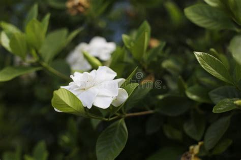 Jasmine Flower Northern Of Thailand Puddle Stock Image Image Of