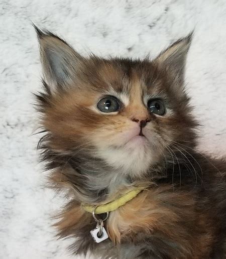 purebred registered maine coon kittens