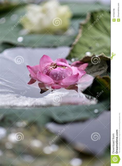 Blooming Lotus Floating On The Lotus Leaf And Water Stock Photo