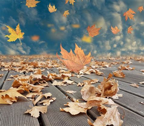 Autumn Winter Background Leaves Wind Weather Stock Image Image Of