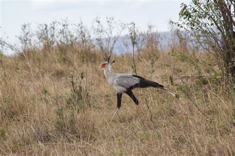 So this is a head stomper. Feather Tailed Stories: Secretary Bird (Africa Series)