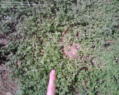Plant Identification Id For This Ground Cover Type Weed 1 By Growsdirt