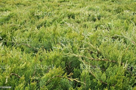 Green Branches Of Thuja Tree Evergreen Chinese Cypress Tui Coniferous