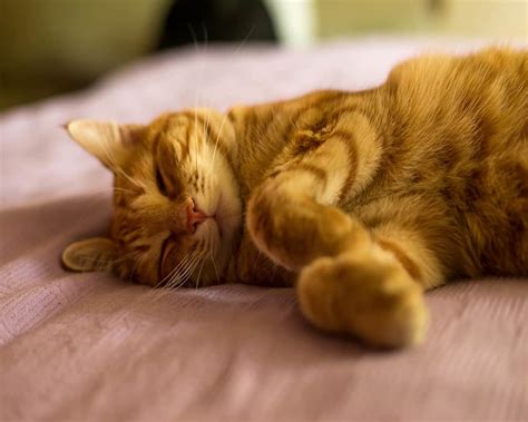Do Cats Dream Here Are Your 7 Burning Questions Answered Animal