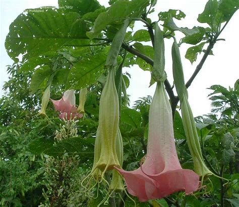 Australian And New Zealand Gardening Brugmansias In The Summer 1 By
