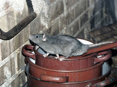 16 Inches Of Nightmare Roof Rats Are A Sc Problem Island Pest Control