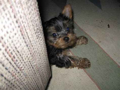 3 Ckc Yorkie Puppies Small10 Weeks Old For Sale In Summerville