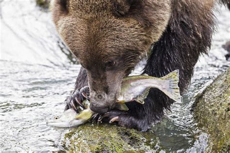 Grizzly Bear Stock Photos Royalty Free Images Focused