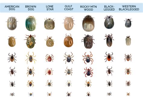 What Do Ticks Look Like Tick Identification Guide Sexiz Pix