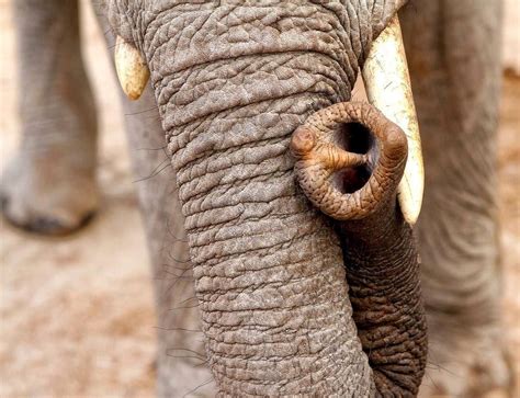 Many Uses A Trunk May Be A Glorified Nose But It Has A Lot Of Uses