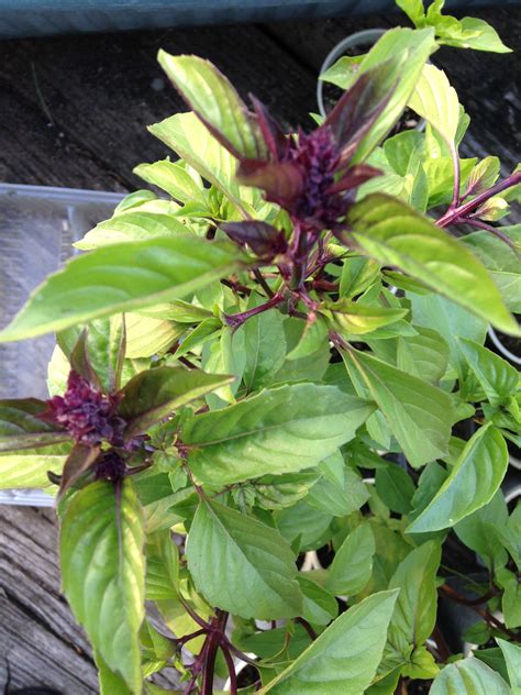 Purple Basil Grown In Containers Plants Garden Basil